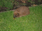 Egel 29-05-2009